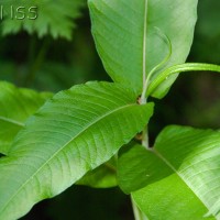 Himalayan Knotweed